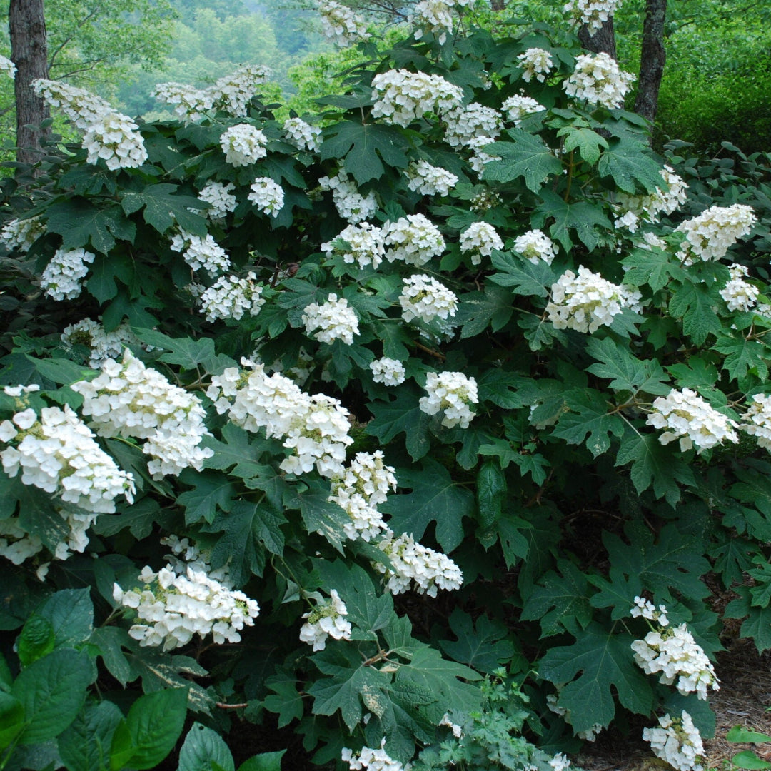Oakleaf Hydrangea Bush with Large White Flower Clusters and Oak-Shaped Leaves