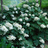 Oakleaf Hydrangea Bush with Large White Flower Clusters and Oak-Shaped Leaves