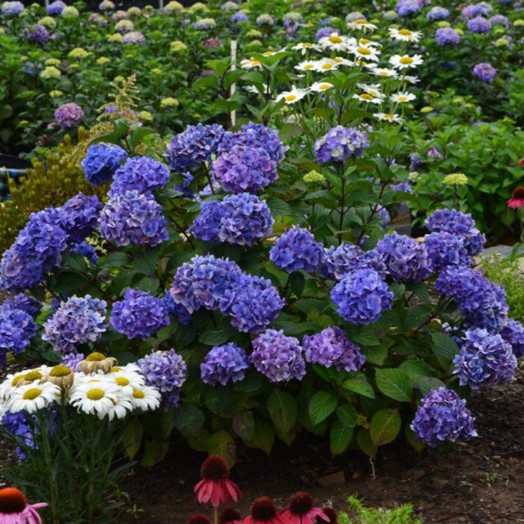 Bloomstruck Endless Summer Hydrangea