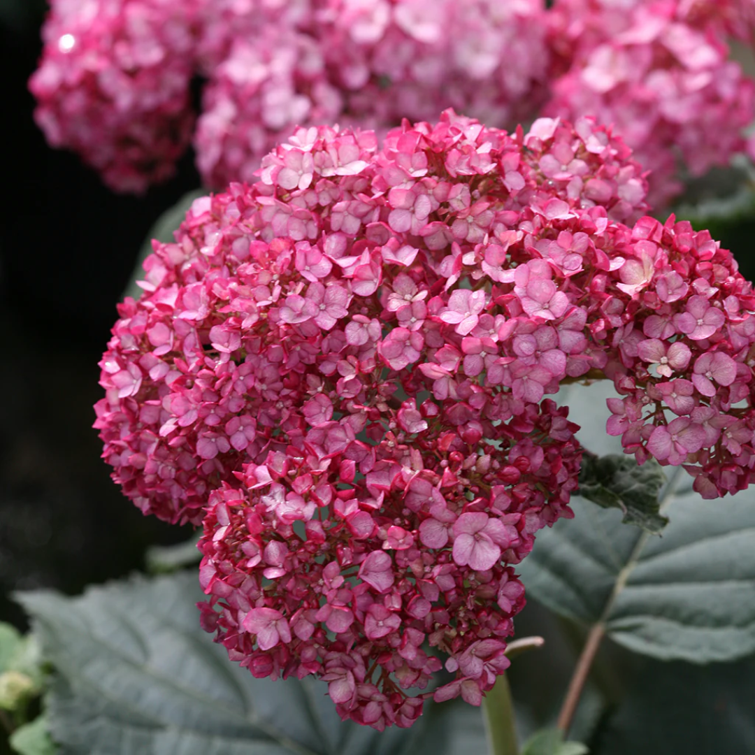 Invincibelle Ruby Smooth hydrangea