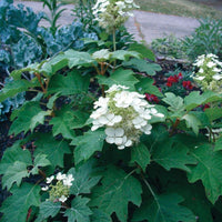 Sikes Dwarf Oakleaf Hydrangea Blooming in Summer with Green Oak-Like Leaves