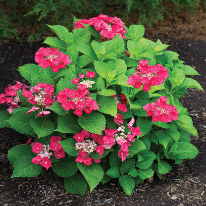 Cherry Explosion Hydrangea