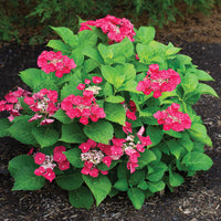 Cherry Explosion Hydrangea Plant in Landscaped Bed