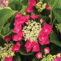 Vibrant Cherry Explosion Hydrangea Shrub with Summer Blooms