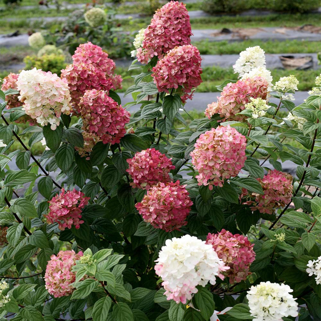 Fire Light Panicle Hydrangea