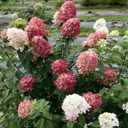 Fire Light Panicle Hydrangea