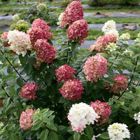 Fire Light Panicle Hydrangea Bush with Pink Red Blooms