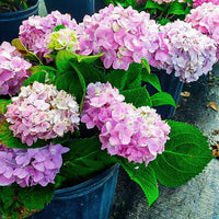 Penny Mac Hydrangea showing all-summer beauty blooms