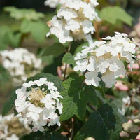 Close-up of Semmes Beauty Oakleaf Hydrangea white flower cluster