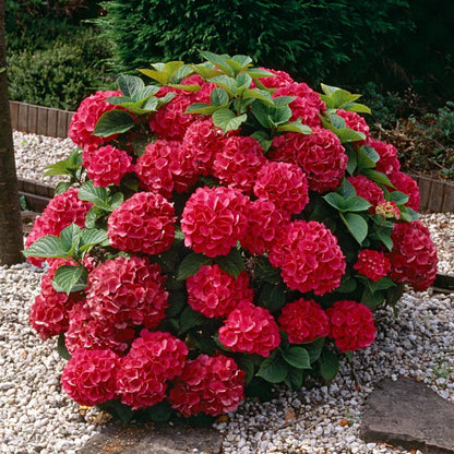 Cardinal Red Hydrangea
