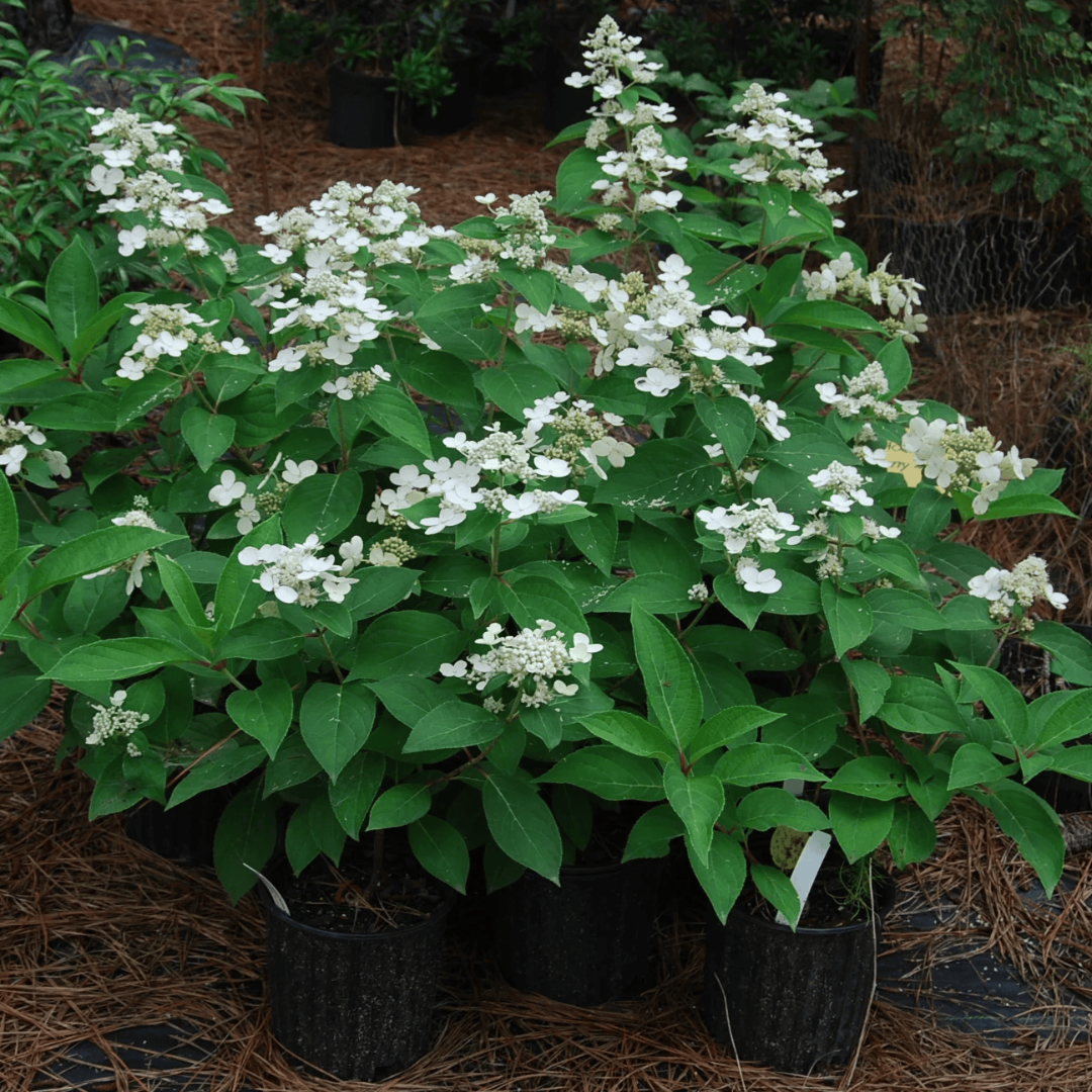Dharuma Hydrangea plant showing pink-tinted white flower clusters and healthy foliage
