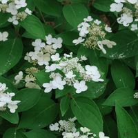 Hydrangea Paniculata Dharuma shrub with soft pink and white flowers in bloom