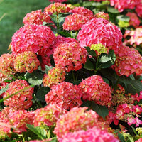 Hydrangea Macrophylla Masja plant for borders