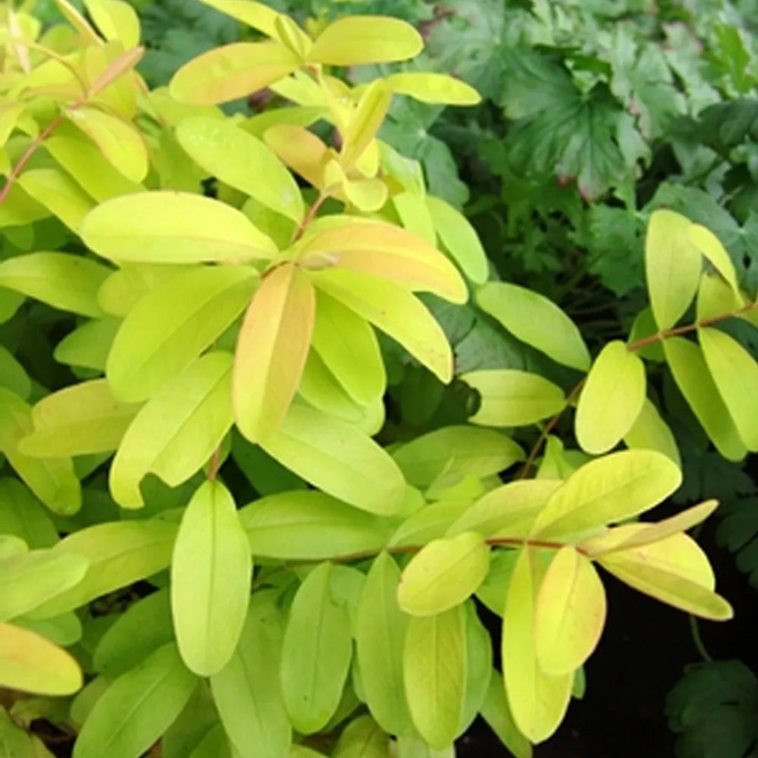 Hypericum calycinum &