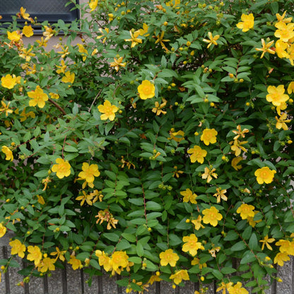 Hypericum &
