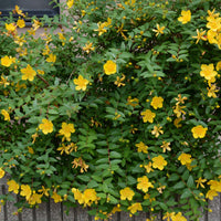Hypericum 'Sunburst'