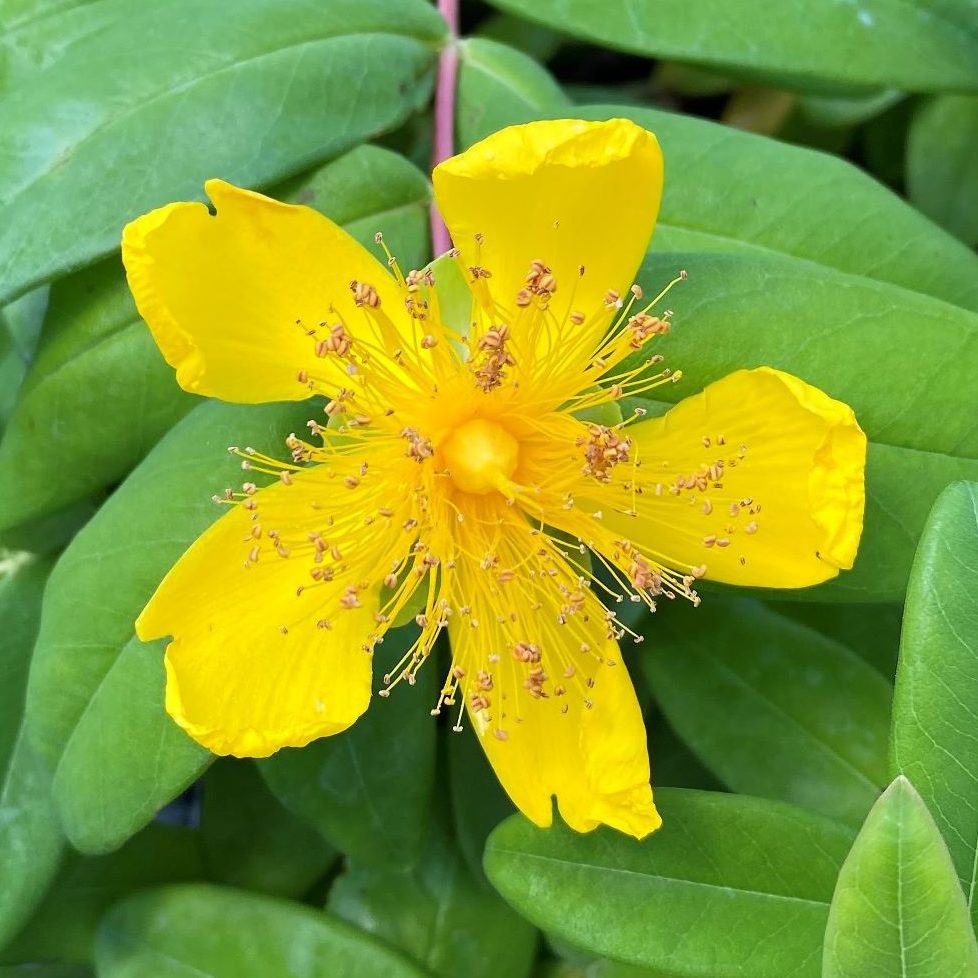 Hypericum Calycinum St. John’s Wort