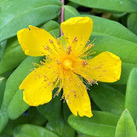 Hypericum Calycinum St. John’s Wort