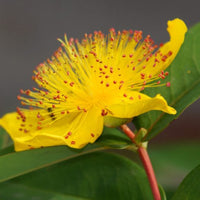Hypericum Calycinum St. John'S Wort - [CG]