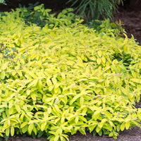 Hypericum calycinum 'Brigadoon' Golden St. Johnswort - [EG]
