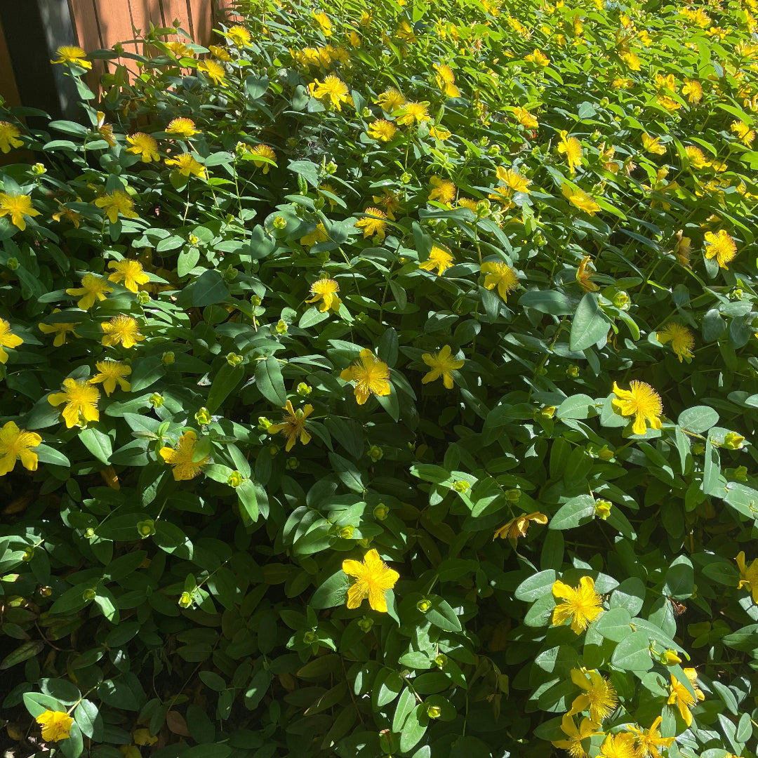 Hypericum Calycinum St. John&