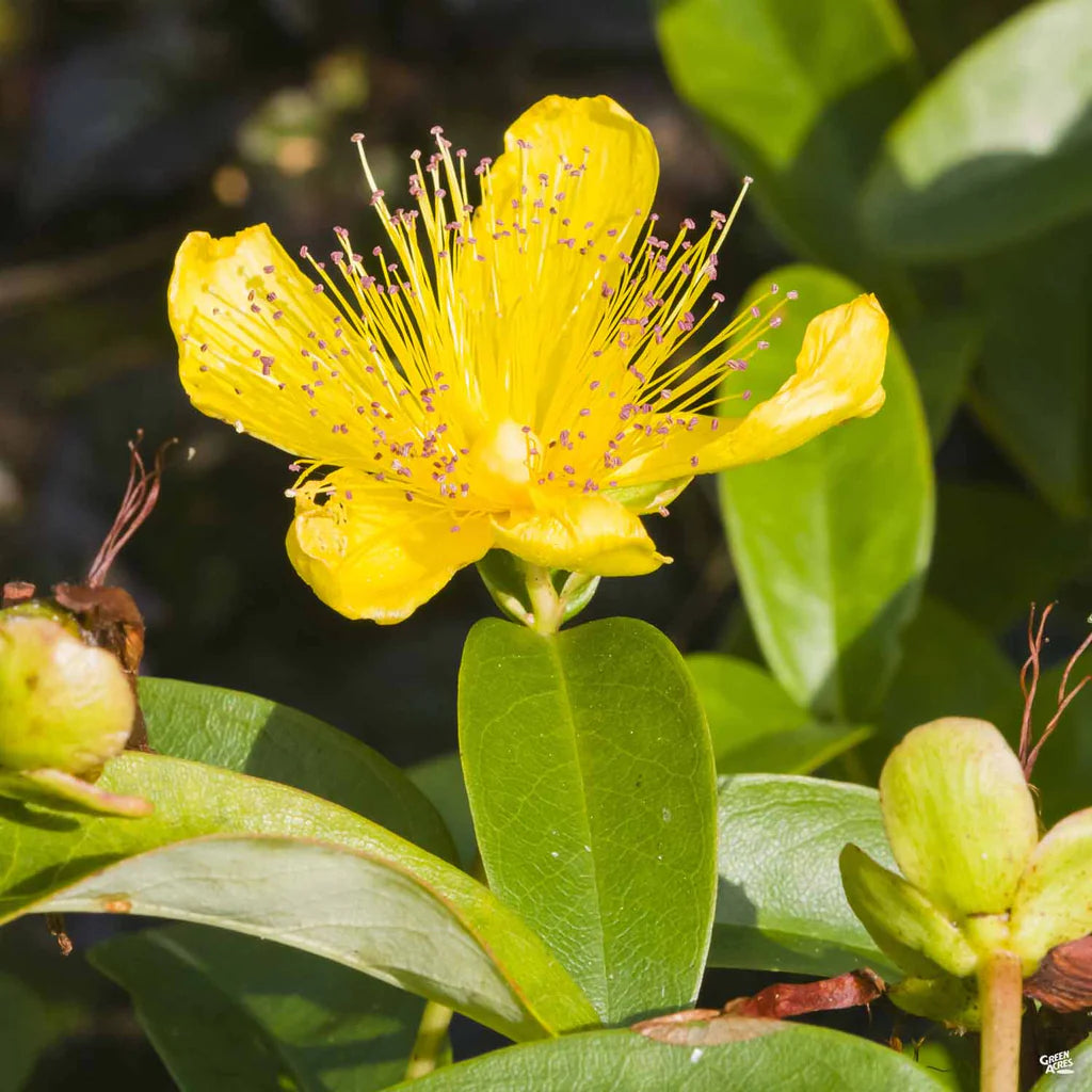 Hypericum Calycinum St. John’s Wort