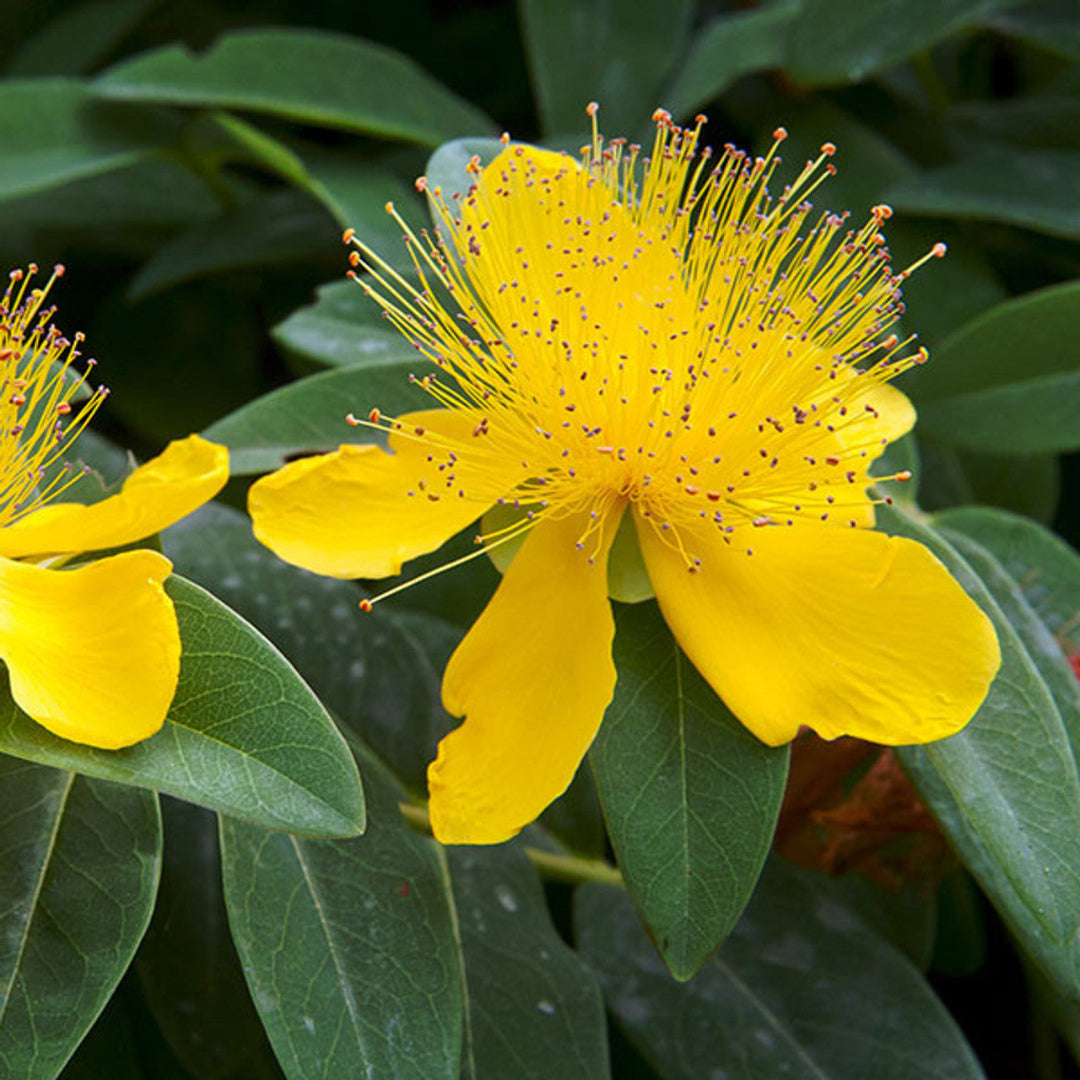 Hypericum Calycinum St. John&