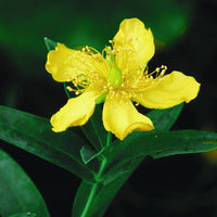 Hypericum Calycinum St. John’s Wort
