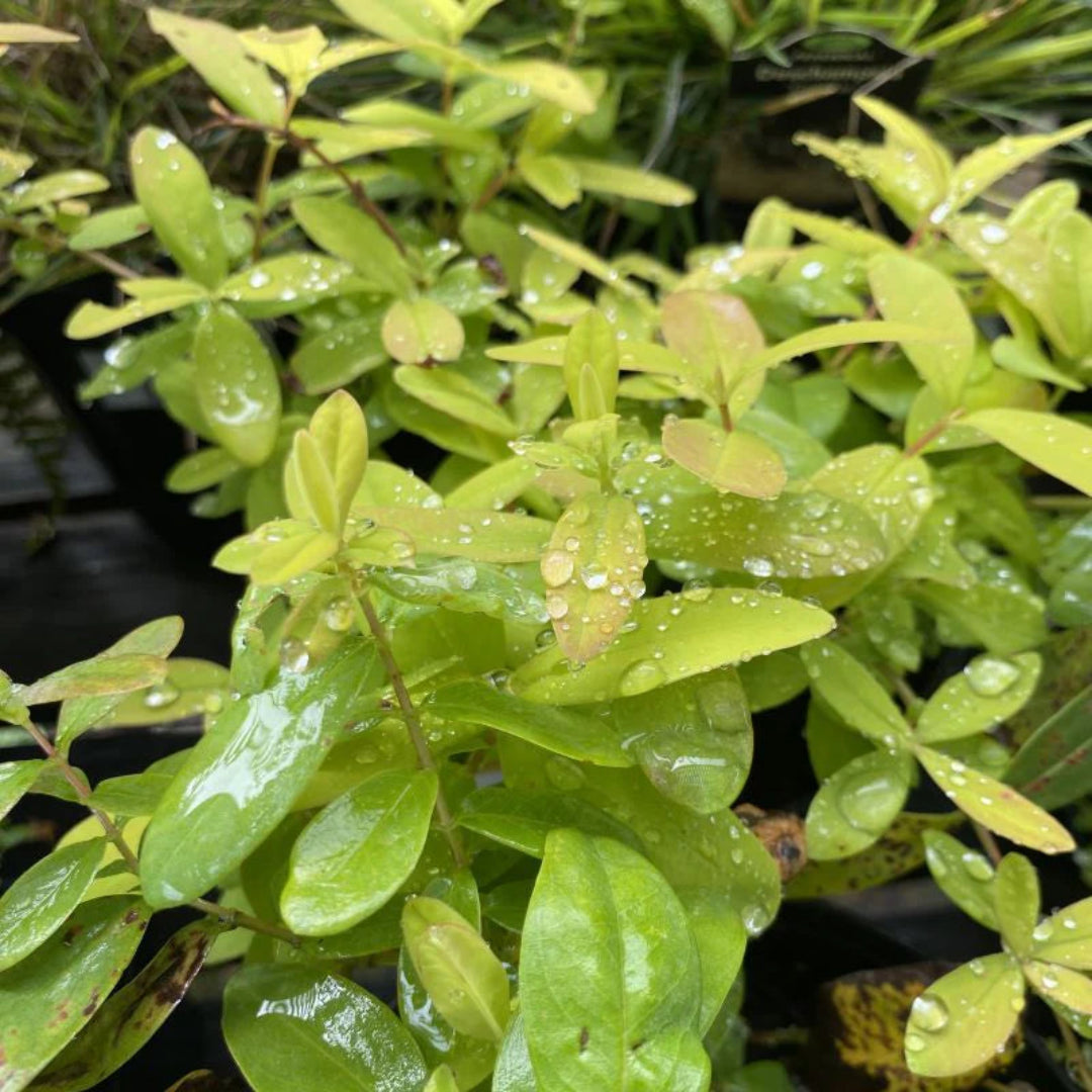 Hypericum calycinum &