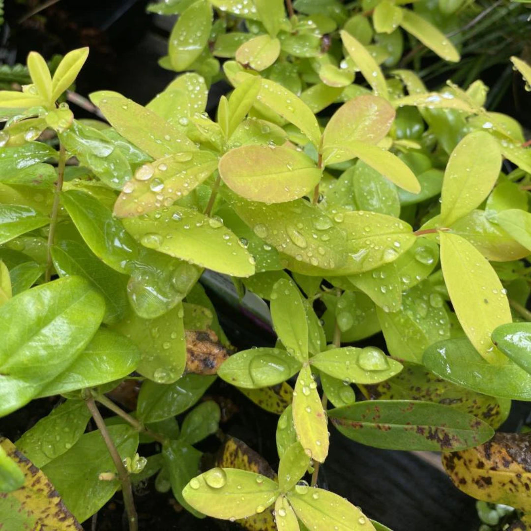 Hypericum calycinum &