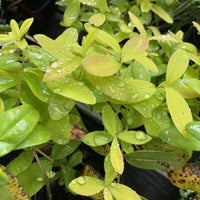 Hypericum calycinum 'Brigadoon' Golden St. Johnswort - [EG]