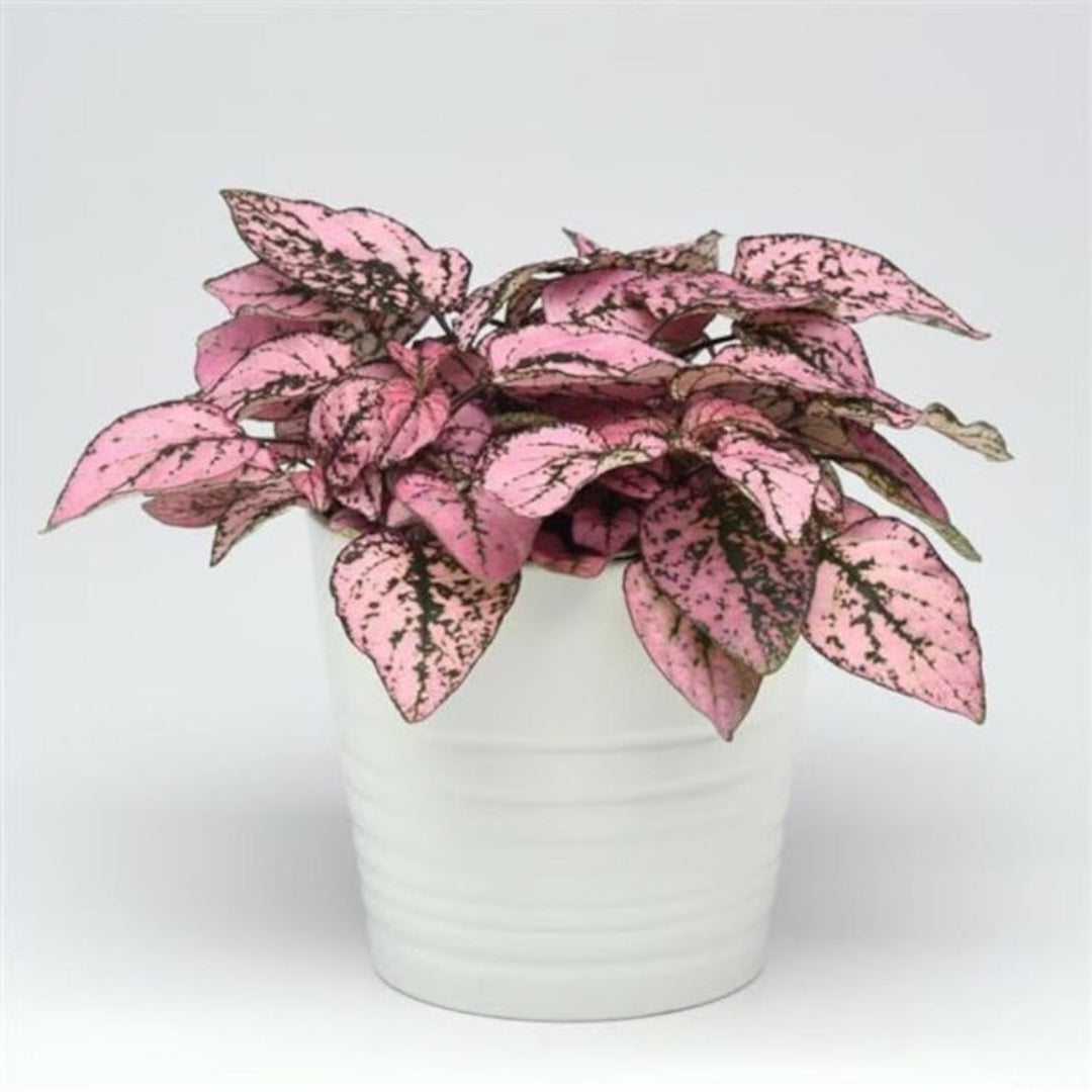 Polka Dot Plant Indoor