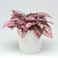 Polka Dot Plant Indoor