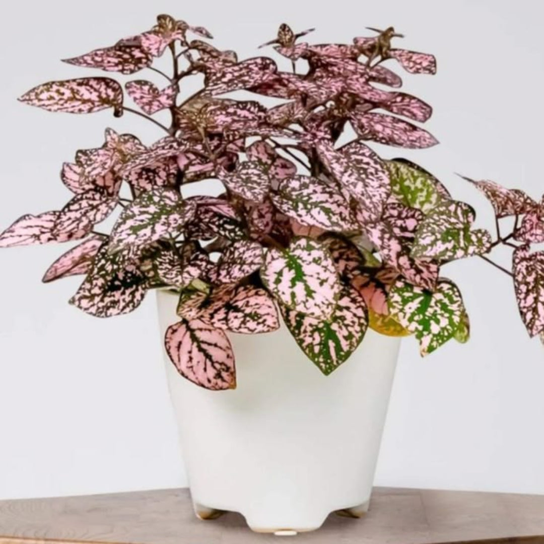Polka Dot Plant Indoor