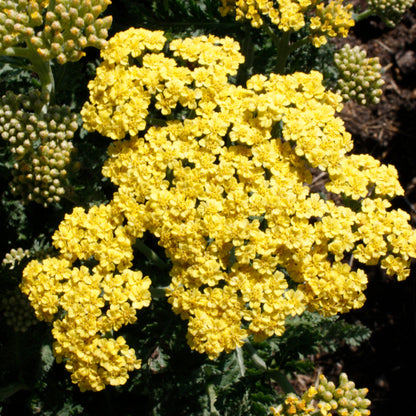 Achillea Firefly Collection &