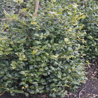 China Boy Ilex