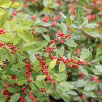 Sparkle Winterberry Holly