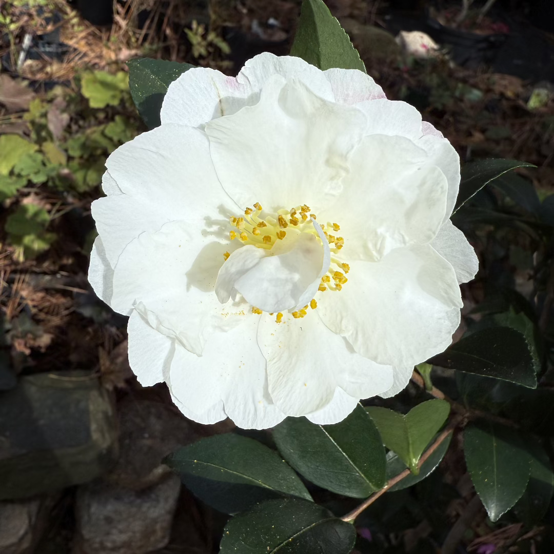 Yoi Machi Camellia - Gorgeous White Petals With Pale Pink Margins