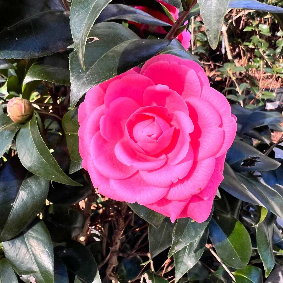 Jacks Camellia -Deep Pink Formal Double Blooms