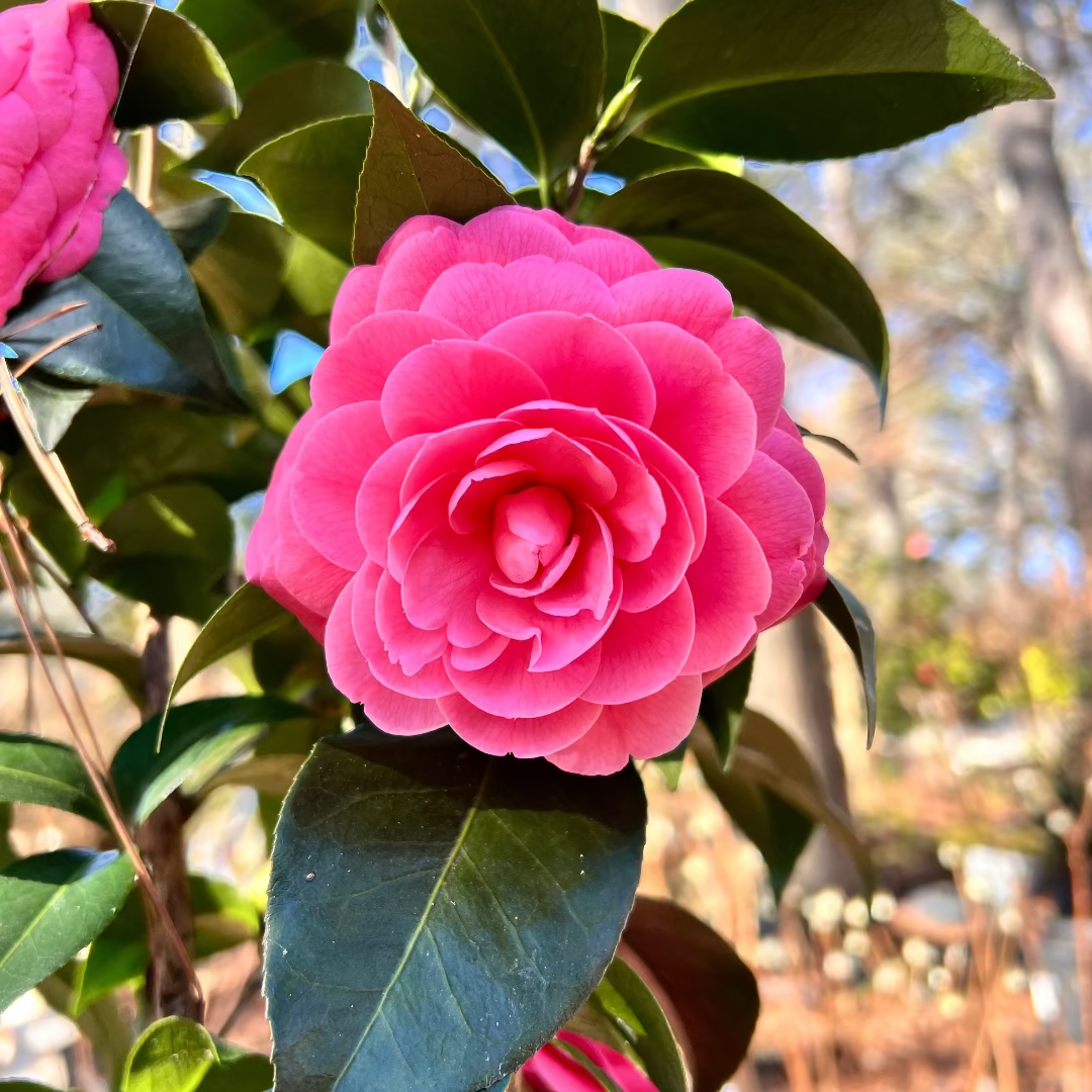 Jacks Camellia -Deep Pink Formal Double Blooms