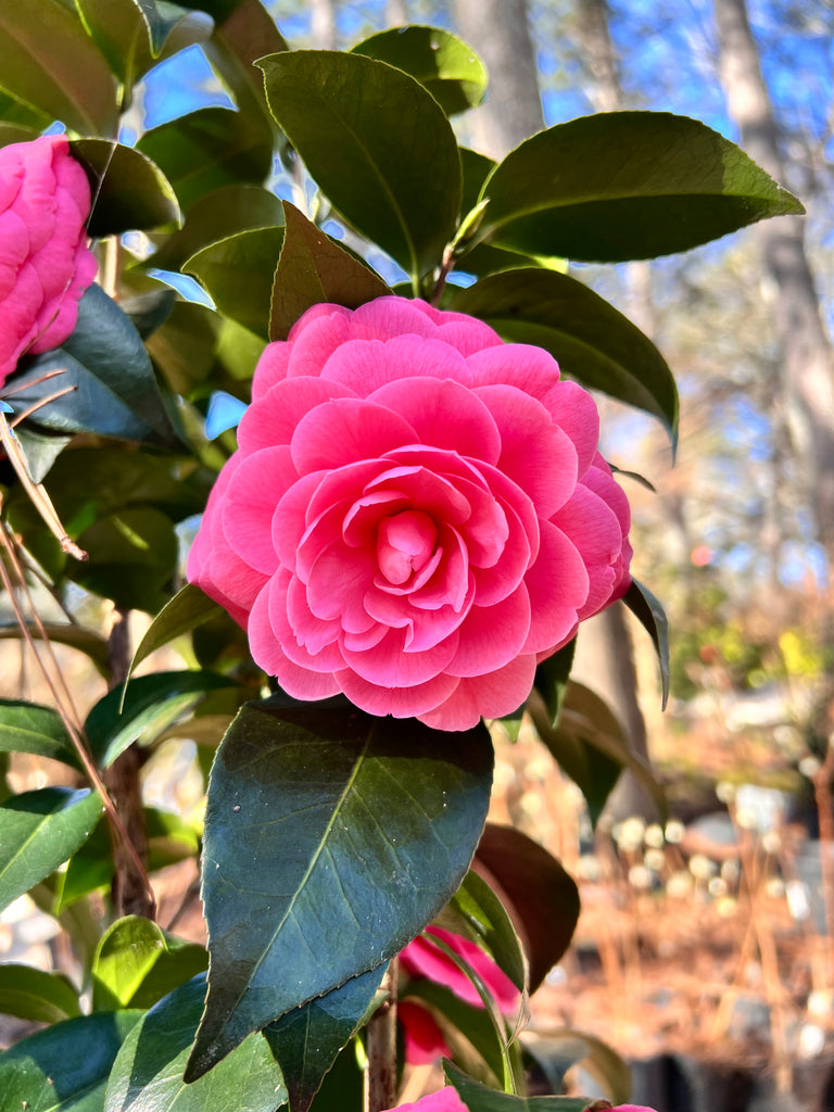 Jacks Camellia -Deep Pink Formal Double Blooms