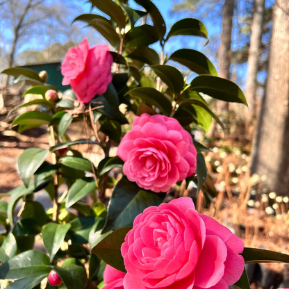 Jacks Camellia -Deep Pink Formal Double Blooms