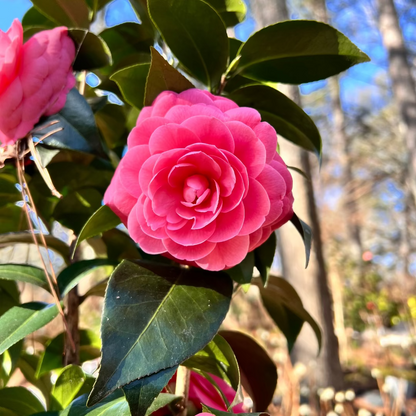 Jacks Camellia -Deep Pink Formal Double Blooms