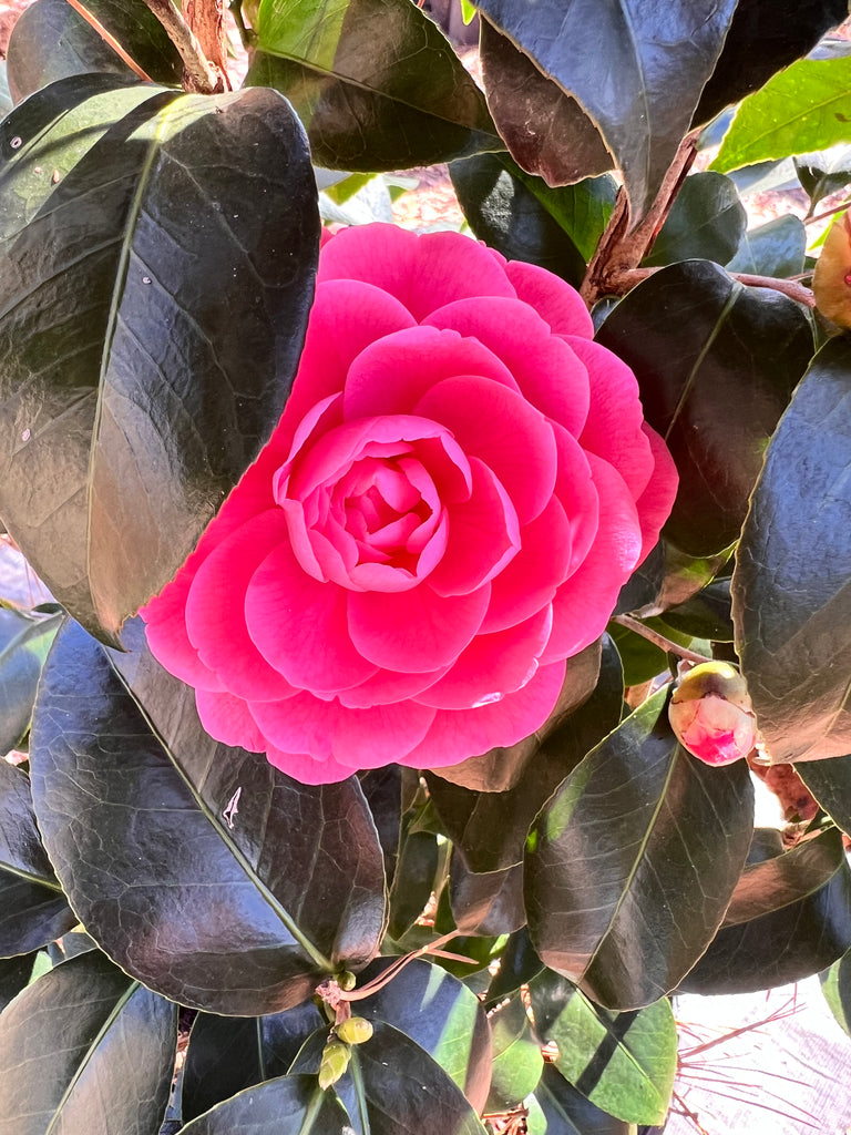 Jacks Camellia -Deep Pink Formal Double Blooms