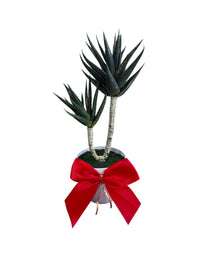 Artificial Succulent Plant – Realistic Modern Décor Piece