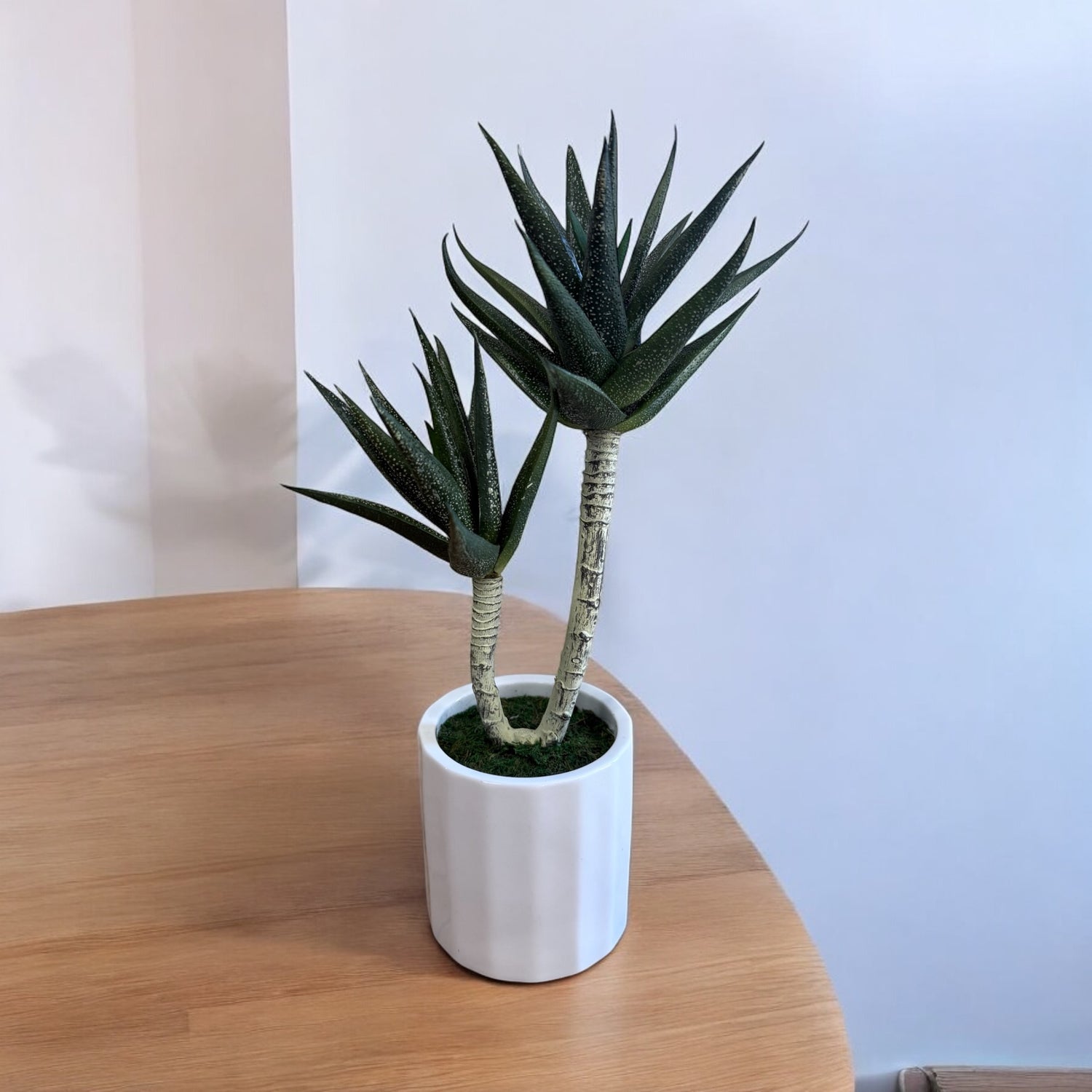 Stunning Succulent in Ceramic Pot -Good Gift