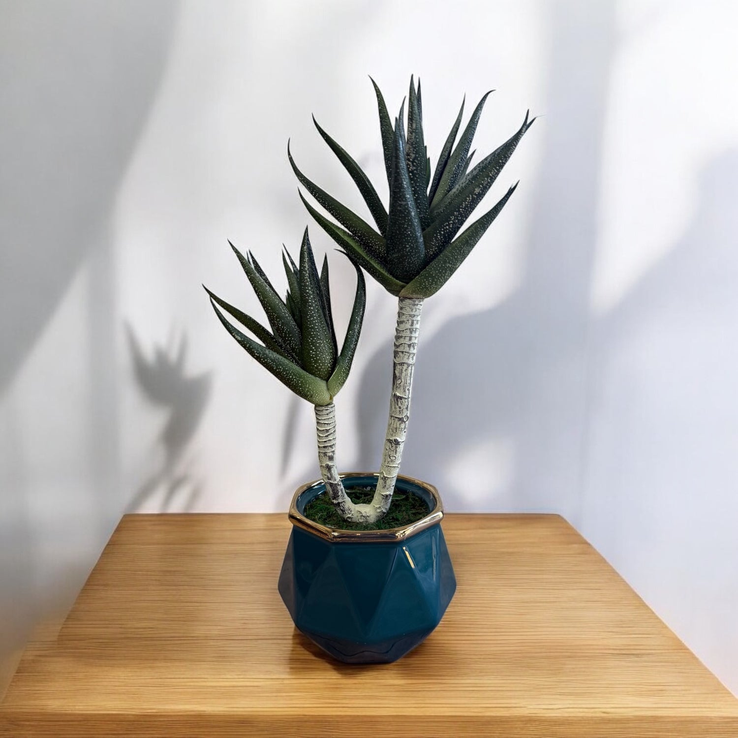 Stunning Succulent in Ceramic Pot -Good Gift