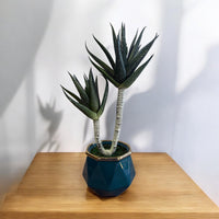Artificial Succulent Plant – Realistic Modern Décor Piece