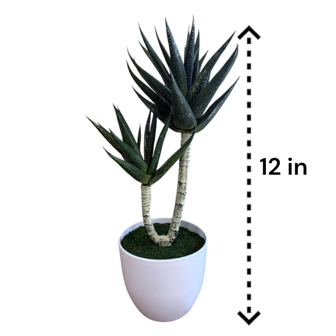 Stunning Succulent in Ceramic Pot -Good Gift