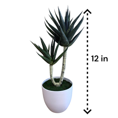 Stunning Succulent in Ceramic Pot -Good Gift